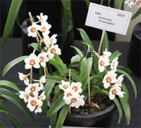 Sarcochilus hartmannii'